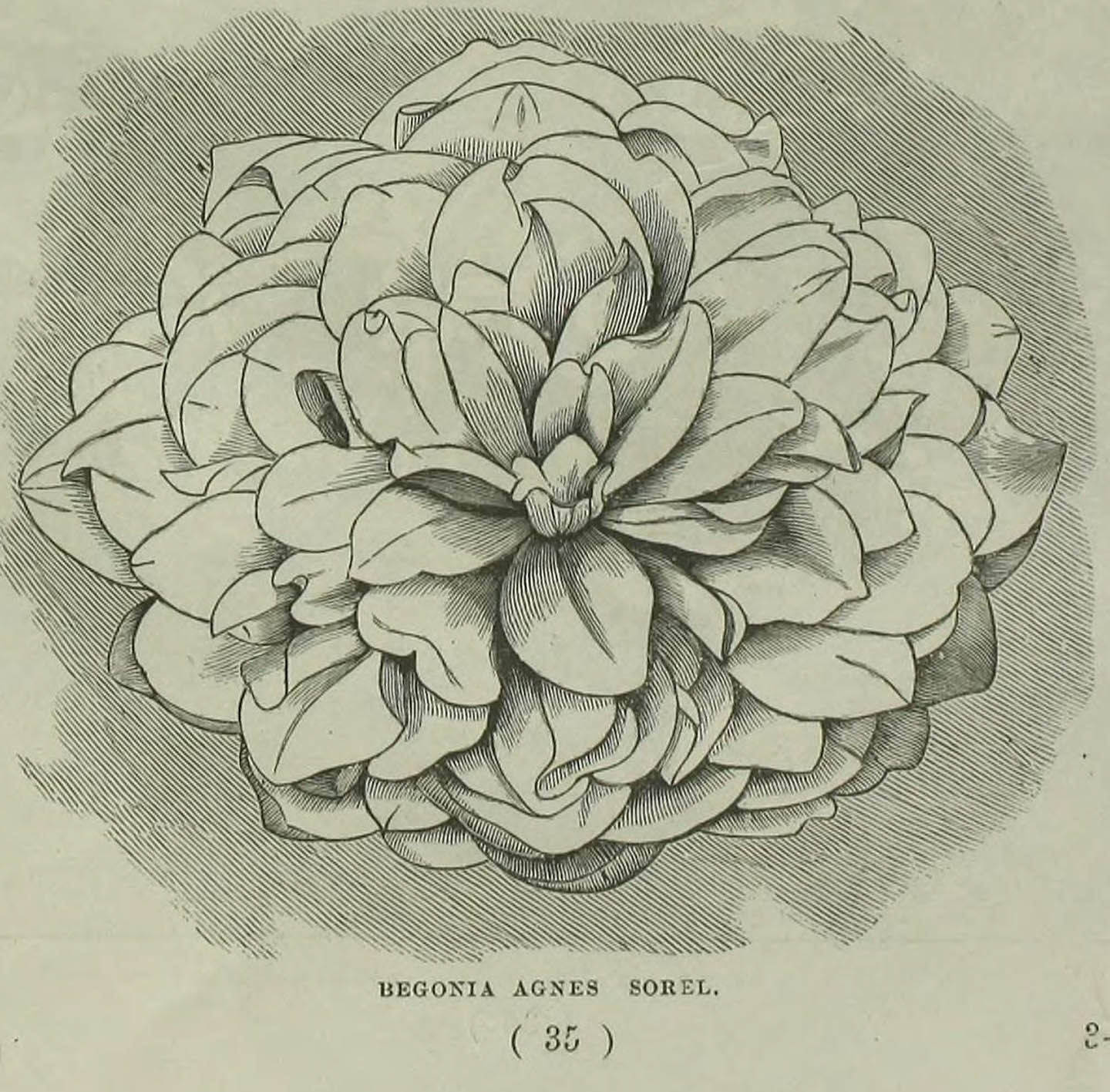 B. ‘Agnes Sorel’